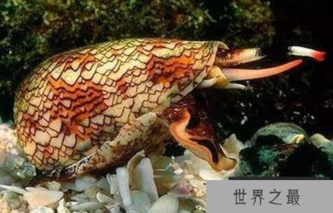世界上最毒的海螺:鸡心螺的毒素足以杀死10个人