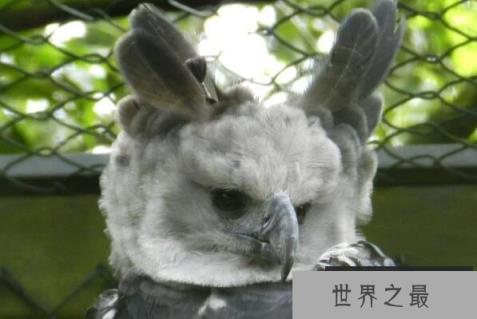 最凶猛的鹰十大排名：角雕、食猿雕位列前两名