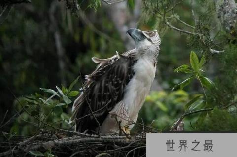 最凶猛的鹰十大排名：角雕、食猿雕位列前两名