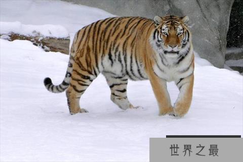 世界最厉害动物排名前十：东北虎、非洲狮名列榜首