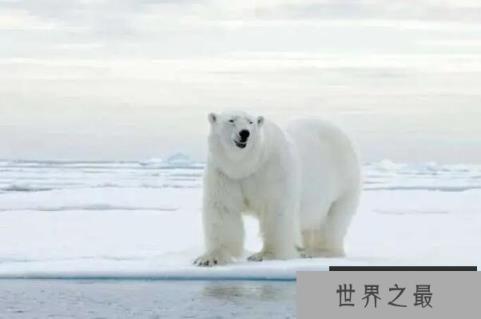 十大熊类战斗力排名：大熊猫仅居第八，北极熊夺冠！