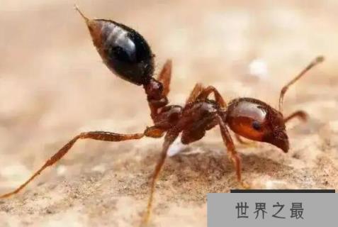 世界上最强的十大蚂蚁：子弹蚁、行军蚁均上榜