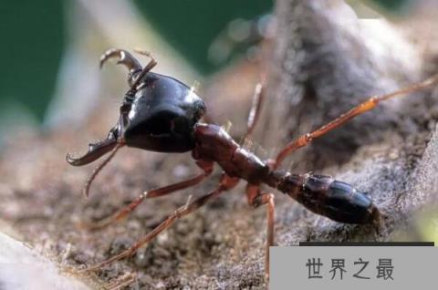 世界上最强的十大蚂蚁：子弹蚁、行军蚁均上榜