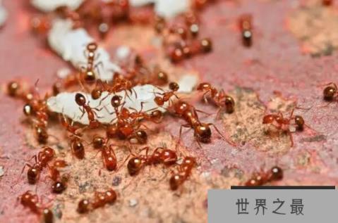 世界上最强的十大蚂蚁：子弹蚁、行军蚁均上榜