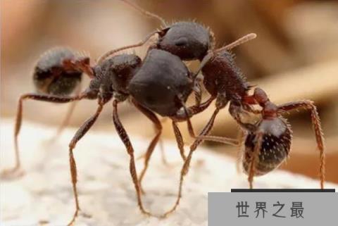 世界七大有毒蚂蚁