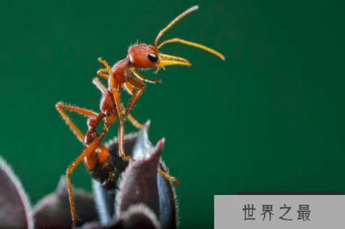 世界七大有毒蚂蚁