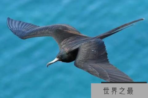 动物界速度之王