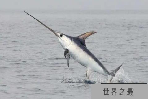 动物界速度之王