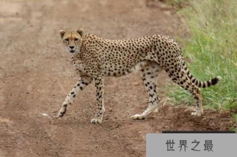 动物界速度之王