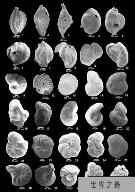 世界上最有价值的沙子：星砂是微小的原生生物