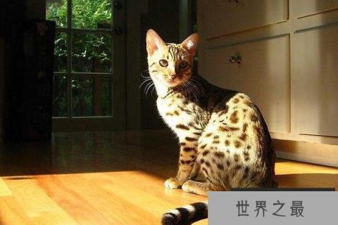 全球10大罕见杂交动物