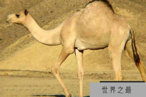 全球10大罕见杂交动物