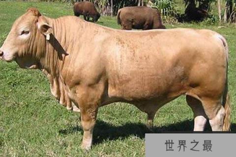 全球10大罕见杂交动物