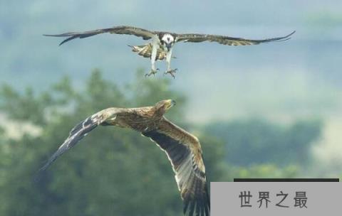 世界上最忠诚的鸟类：白肩雕终生一夫一妻