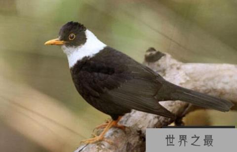 世界上最像乌鸦的鸟类：白颈鸫体长达28厘米