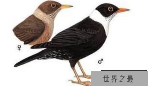 世界上最像乌鸦的鸟类：白颈鸫体长达28厘米