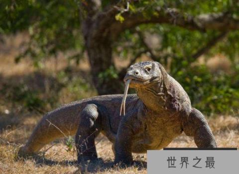世界上最厉害的蜥蜴:科莫多巨蜥体重达70公斤