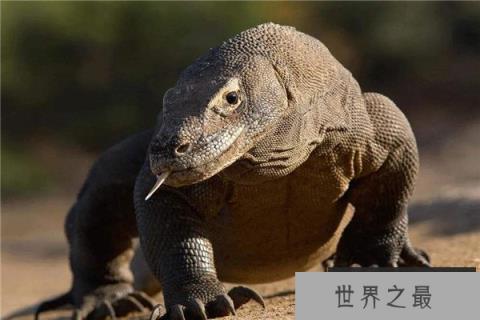 世界上最厉害的蜥蜴:科莫多巨蜥体重达70公斤