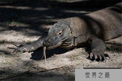 世界上最厉害的蜥蜴:科莫多巨蜥体重达70公斤