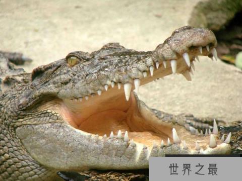 世界上最强的动物：鳄鱼攻击力强，智商超群！