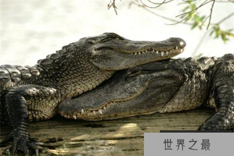 世界上最强的动物：鳄鱼攻击力强，智商超群！