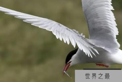 世界上迁徙距离最长的十大动物：灰鹱被誉为迁徙之王