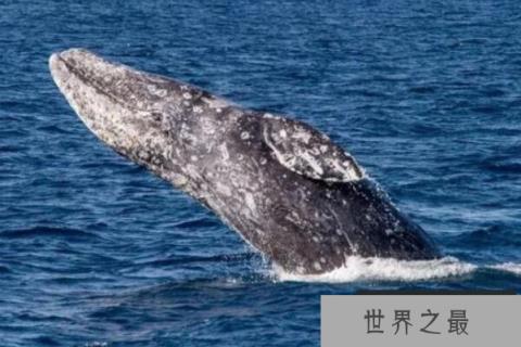 世界上迁徙距离最长的十大动物：灰鹱被誉为迁徙之王