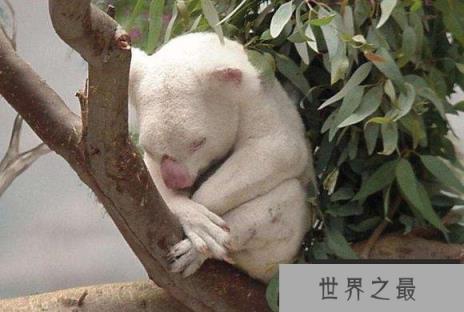世界十大非常罕见的白化动物