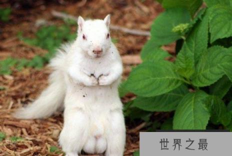 世界十大非常罕见的白化动物