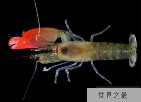 世界上最凶猛的虾：手枪虾＂自带＂杀伤性武器