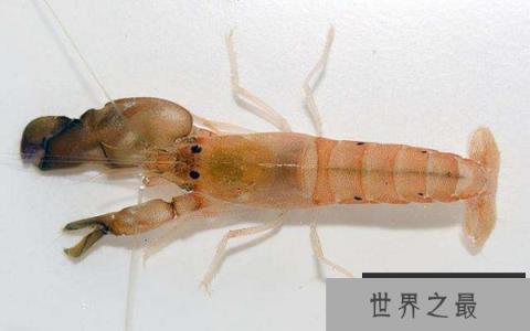 世界上最凶猛的虾：手枪虾＂自带＂杀伤性武器