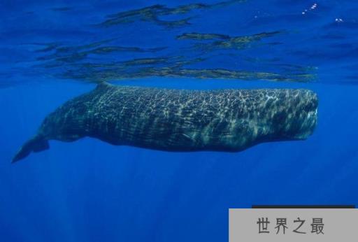 地球上10大最重的动物,蓝鲸荣获冠军