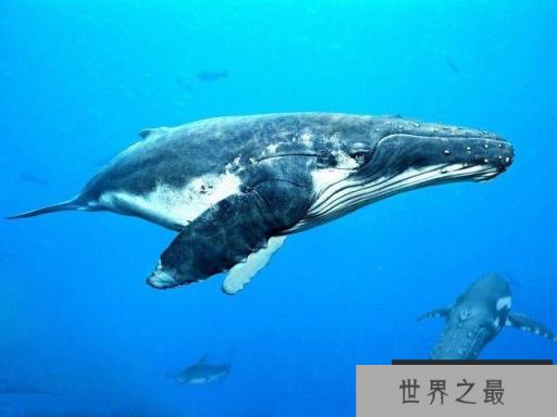 地球上5大重型动物:蓝鲸夺冠,长颈鹿居第三