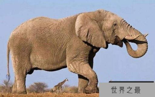 地球上5大重型动物:蓝鲸夺冠,长颈鹿居第三