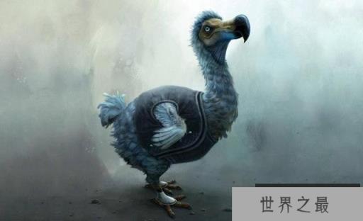 世界10大灭绝动物，渡渡鸟灭绝仅用仅200年 1357vip.com
