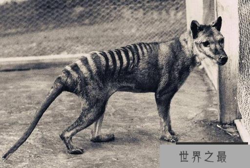 世界10大灭绝动物，渡渡鸟灭绝仅用仅200年 1357vip.com