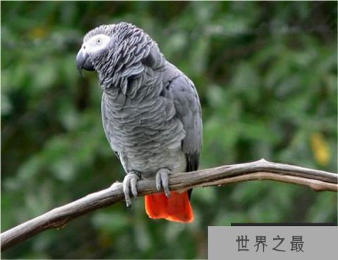 盘点十大最健谈的鸟类：八哥上榜，非洲灰鹦鹉居榜首