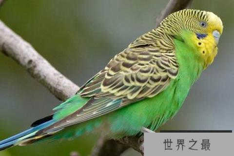 盘点十大最健谈的鸟类：八哥上榜，非洲灰鹦鹉居榜首