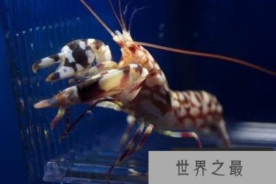 自然界中声音最大的10种动物,抹香鲸可发出230分贝声音