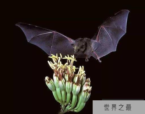 自然界中声音最大的10种动物,抹香鲸可发出230分贝声音