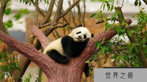 世界上最萌的9种动物