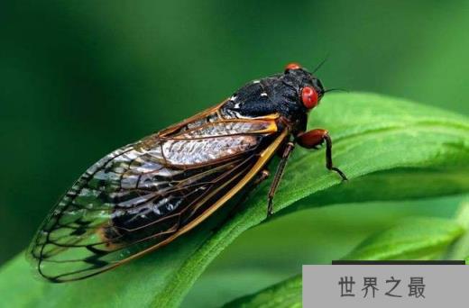 盘点世界十大昆虫的吉尼斯纪录