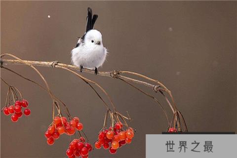 世界上最邪恶的动物是什么：僵尸鸟专吃动物脑袋