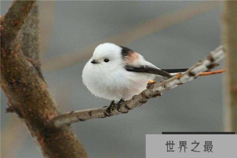 世界上最邪恶的动物是什么：僵尸鸟专吃动物脑袋