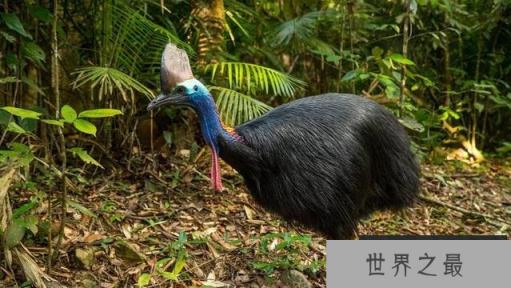 世界上最凶鸟类是什么：鹤鸵一脚能让人穿肠烂肚