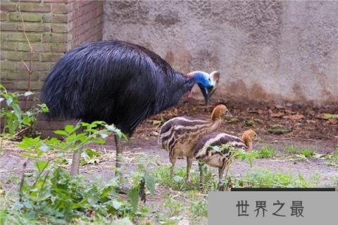 世界上最凶鸟类是什么：鹤鸵一脚能让人穿肠烂肚