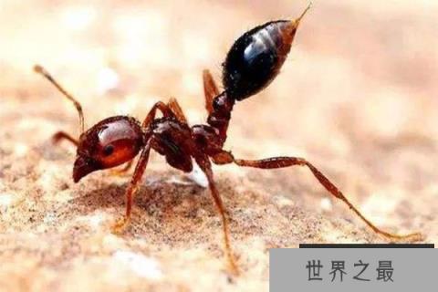 世界十大最毒的毒虫,黑寡妇蜘蛛排名第一