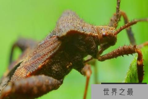 世界十大最毒的毒虫,黑寡妇蜘蛛排名第一