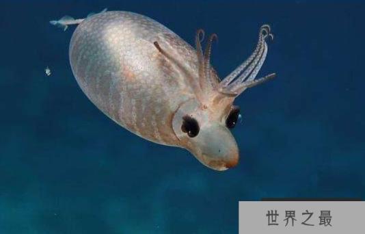 世界上最可爱的鱿鱼，小猪鱿鱼长相酷似小猪