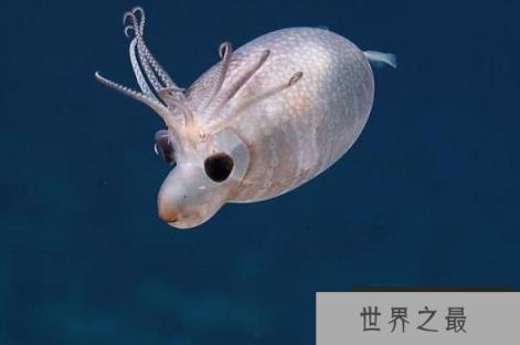 世界上最可爱的鱿鱼，小猪鱿鱼长相酷似小猪